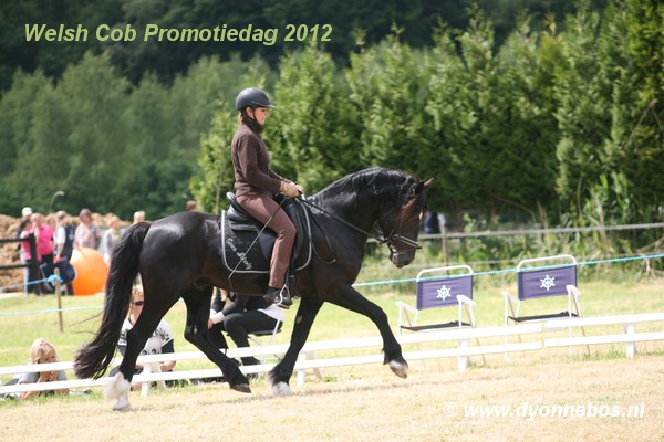 Voorbeeldfoto: Welsh Cob Promotiedag 2012